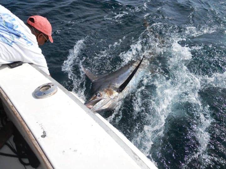 marlin being caught 