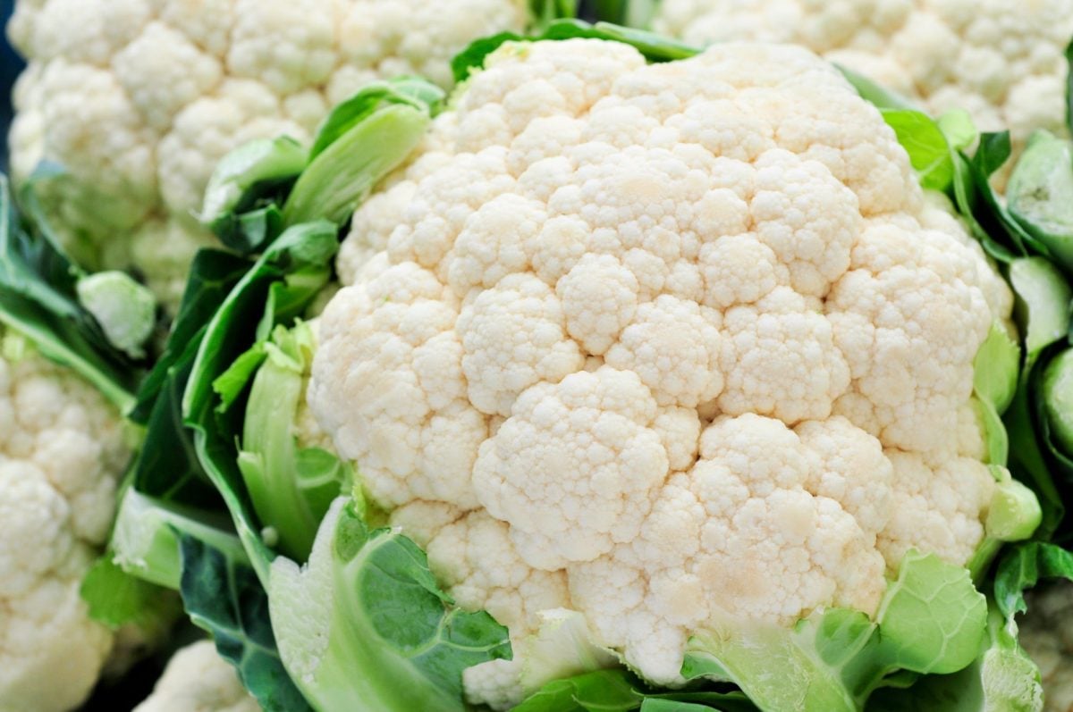 head of cauliflower