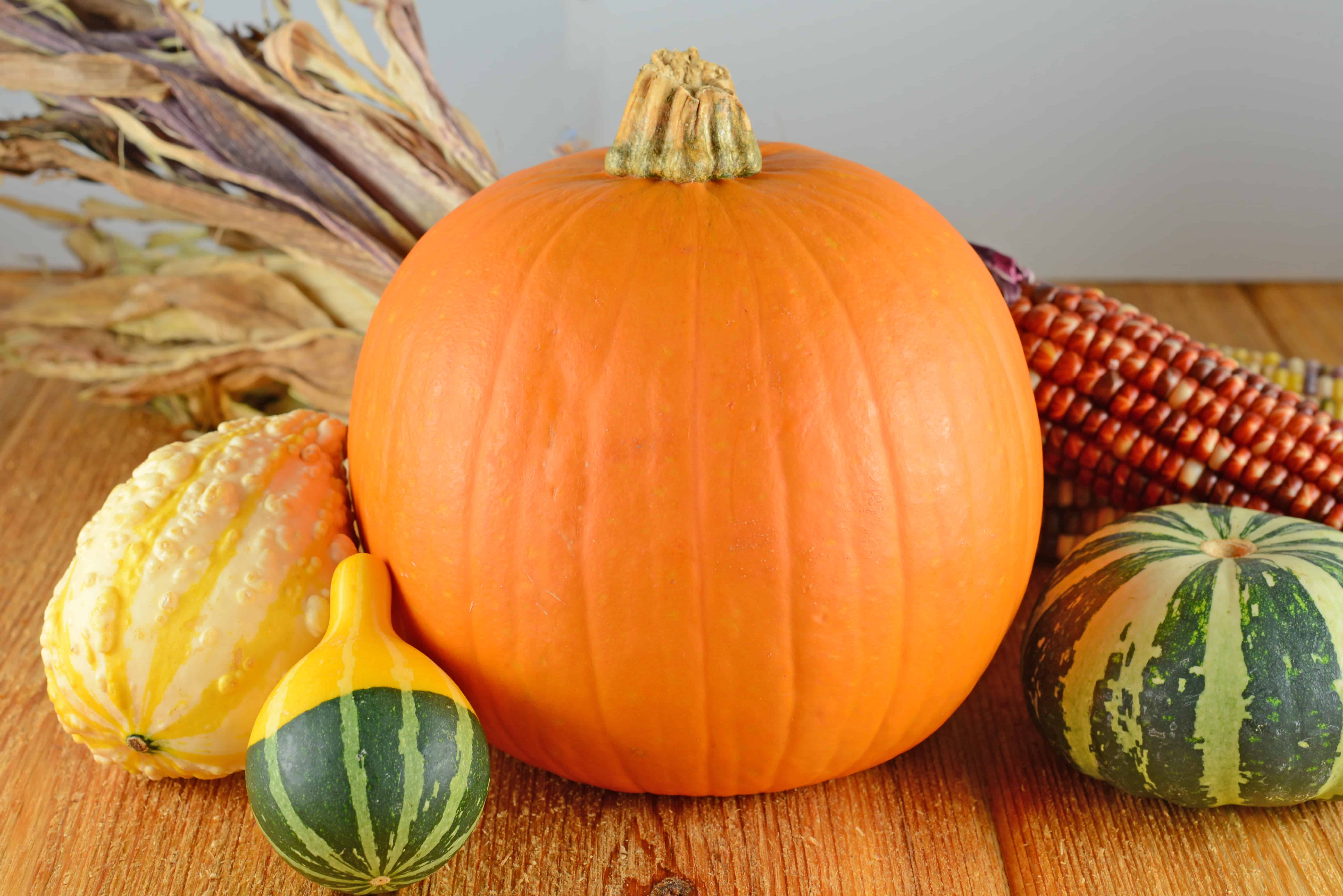 pie pumpkin with other squash