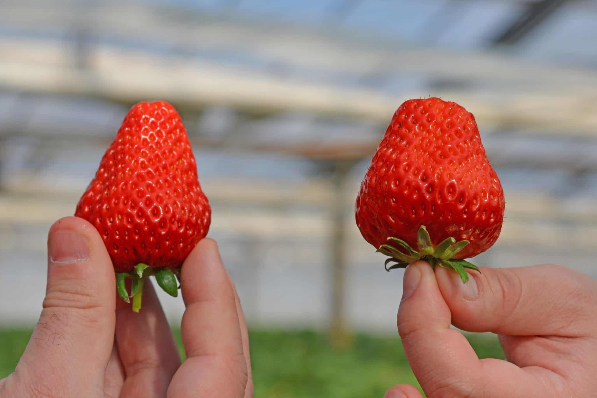 Strawberry Picking in Japan 