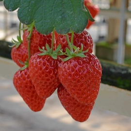 Strawberry Picking In Japan