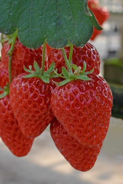 Strawberry Picking In Japan