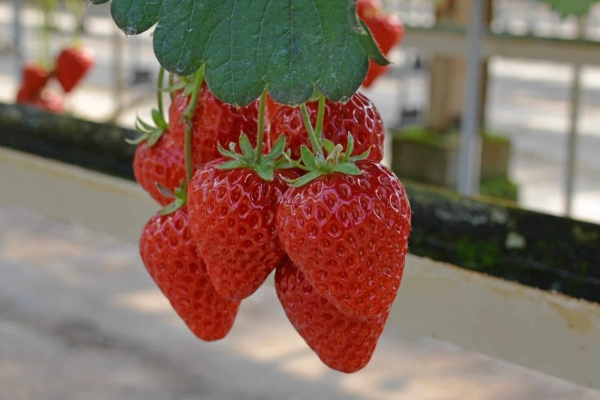Strawberry Picking In Japan