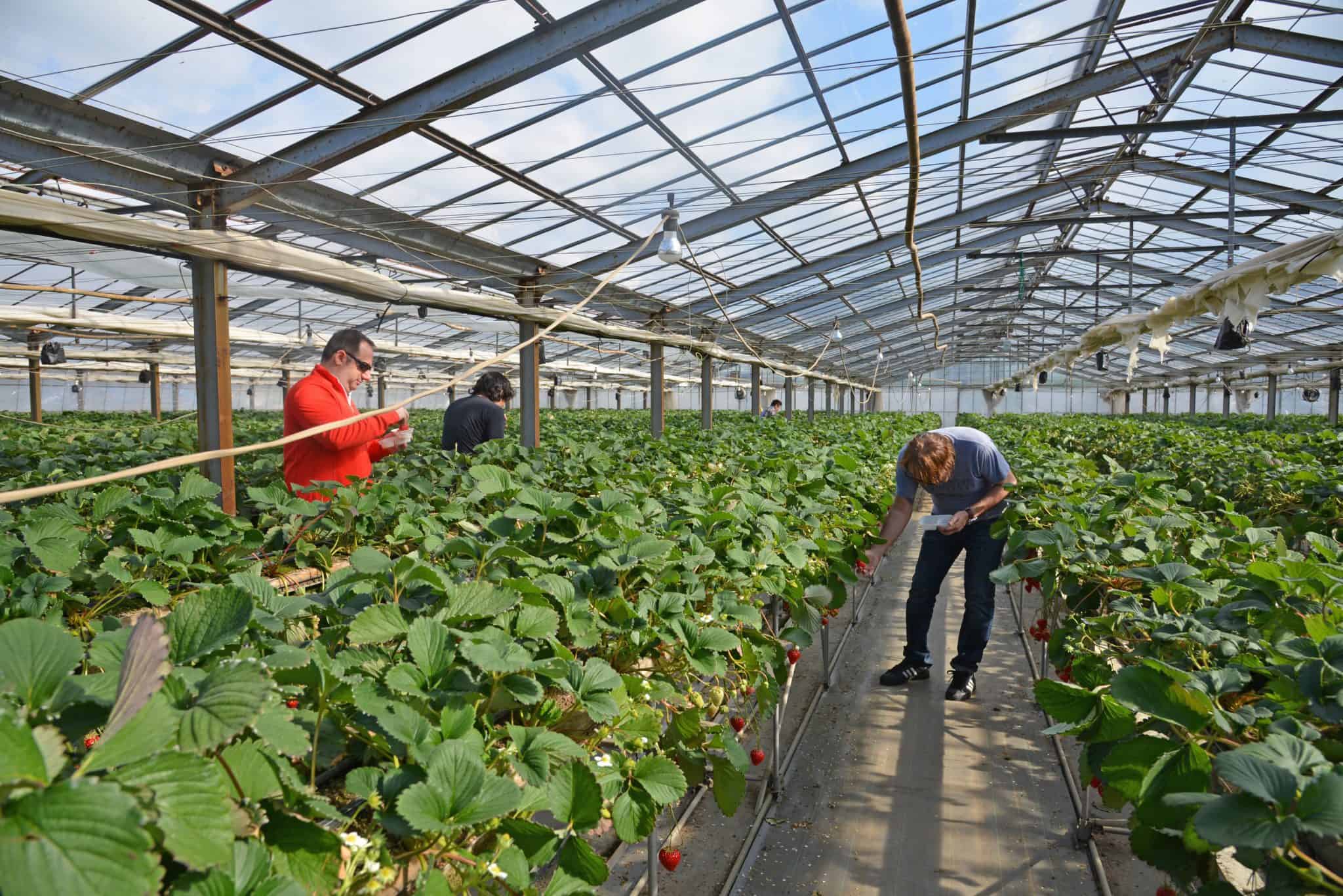 Strawberry Picking in Japan 