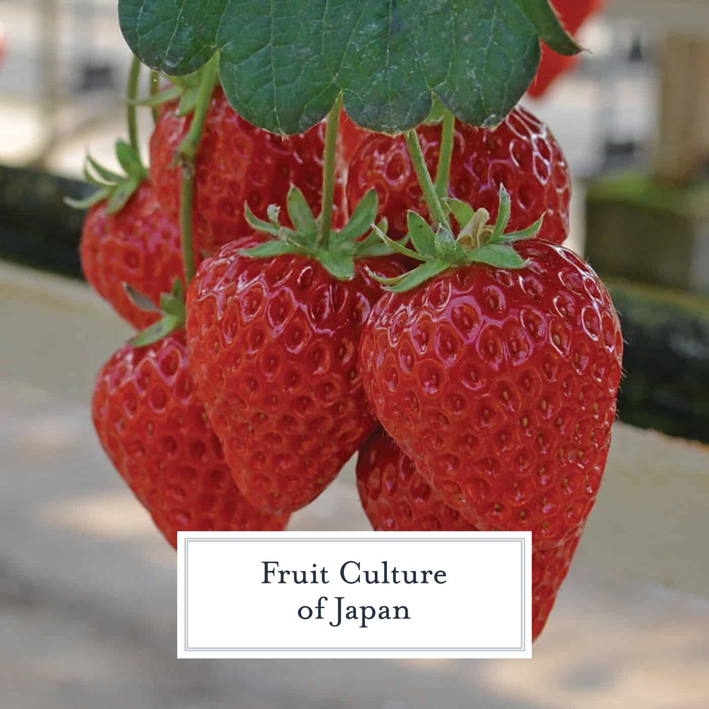 Strawberries aren't usually associated with Japan, but they grow some of the best strawberries in the world. Plan a strawberry picking adventure during your vacation! #japan www.savoryexperiments.com