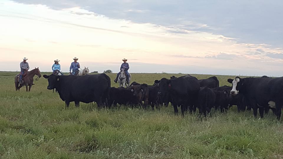 Cattle ranchers and cattle in a field