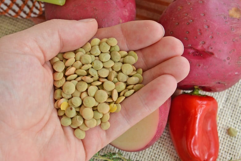 Green lentils being held in a hand