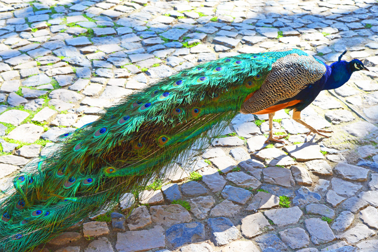 peacock at St. George's Castle 