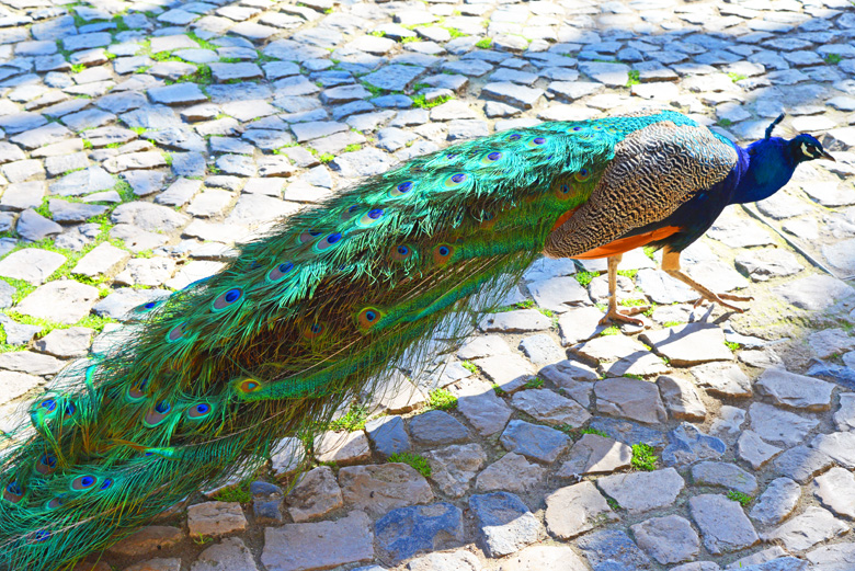 peacock at St. George's Castle 