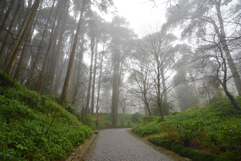 Trees around Sintra