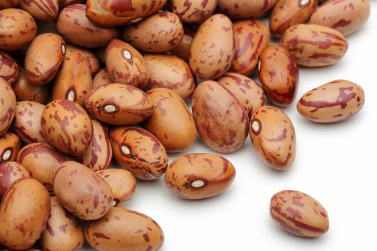 dry pinto beans on a white background 