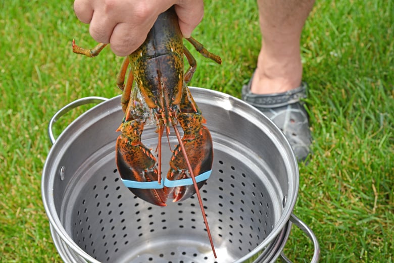 placing a whole lobster in a steam pot 