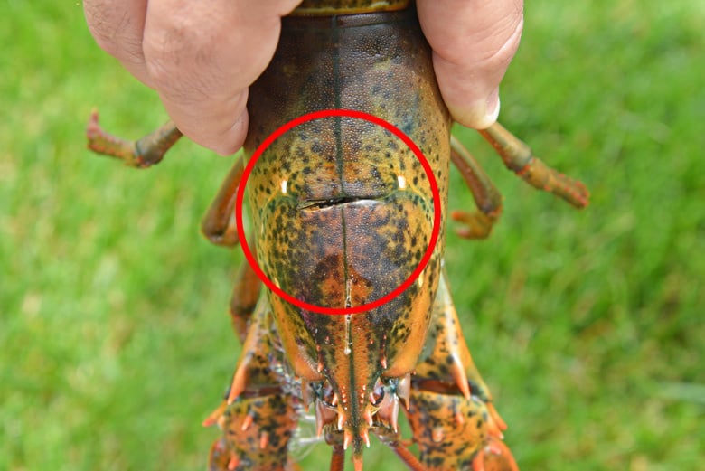 where to stab a lobster behind the eyes 