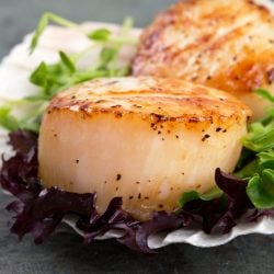 pan seared scallop