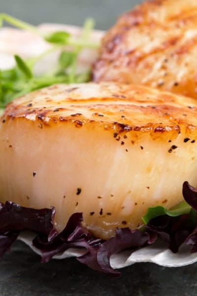 pan seared scallop