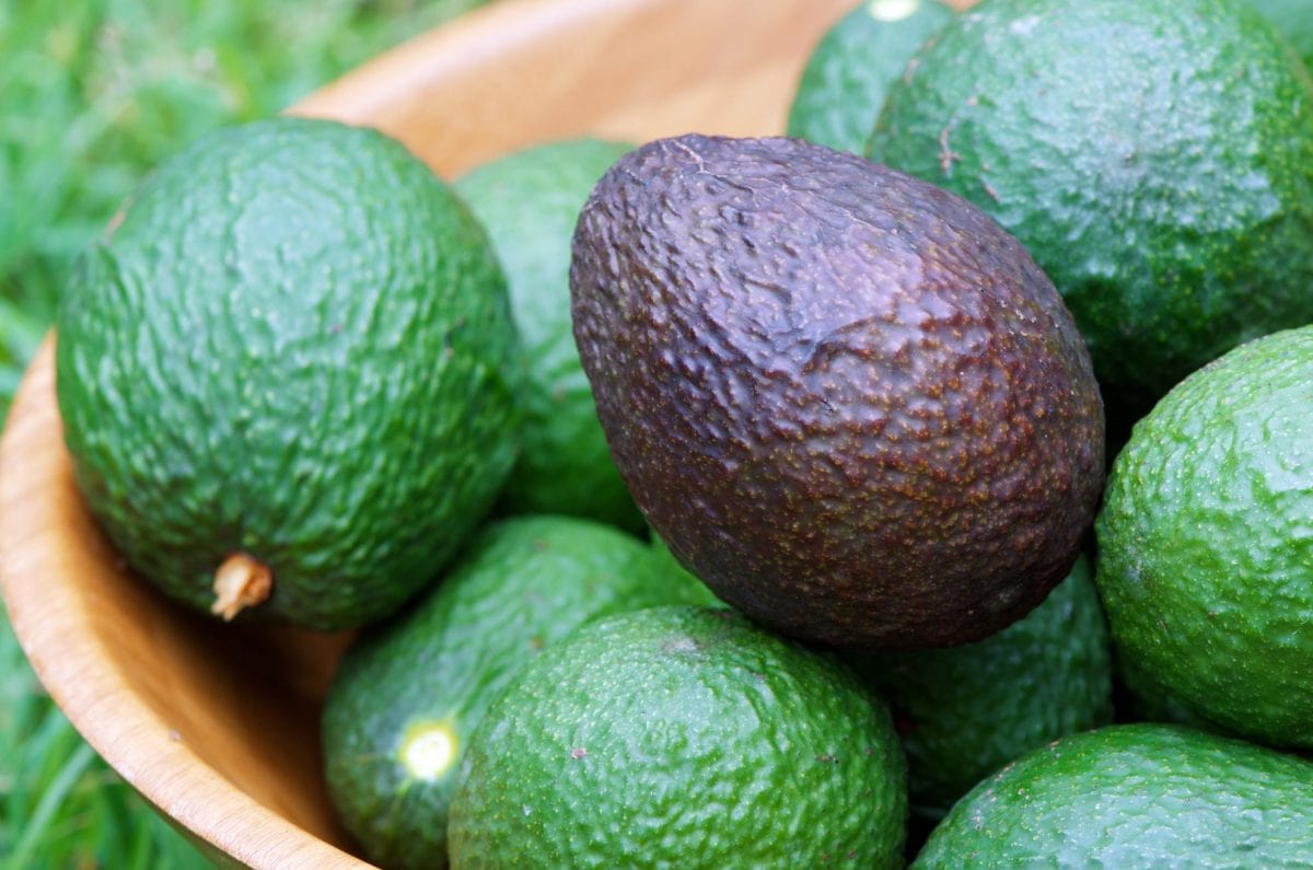 bowl of avocados with one ripe 