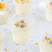 champagne jello shots