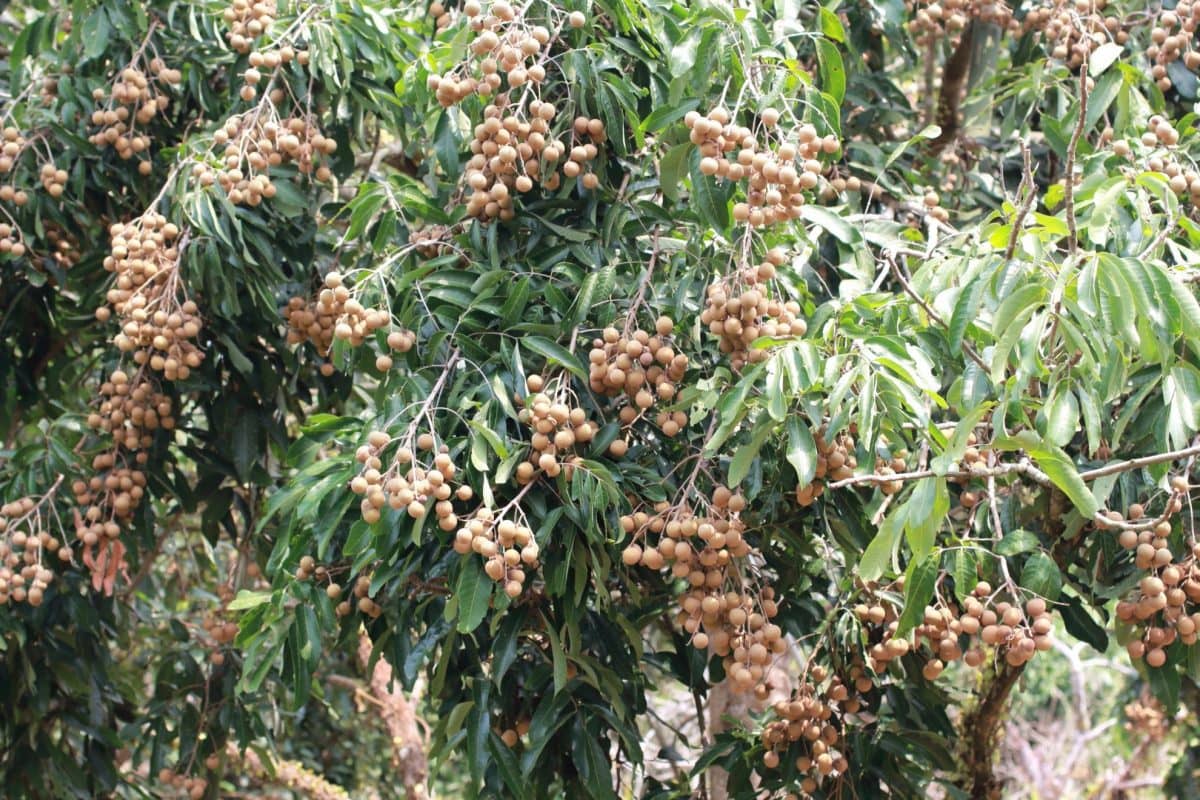 longan fruit trees 