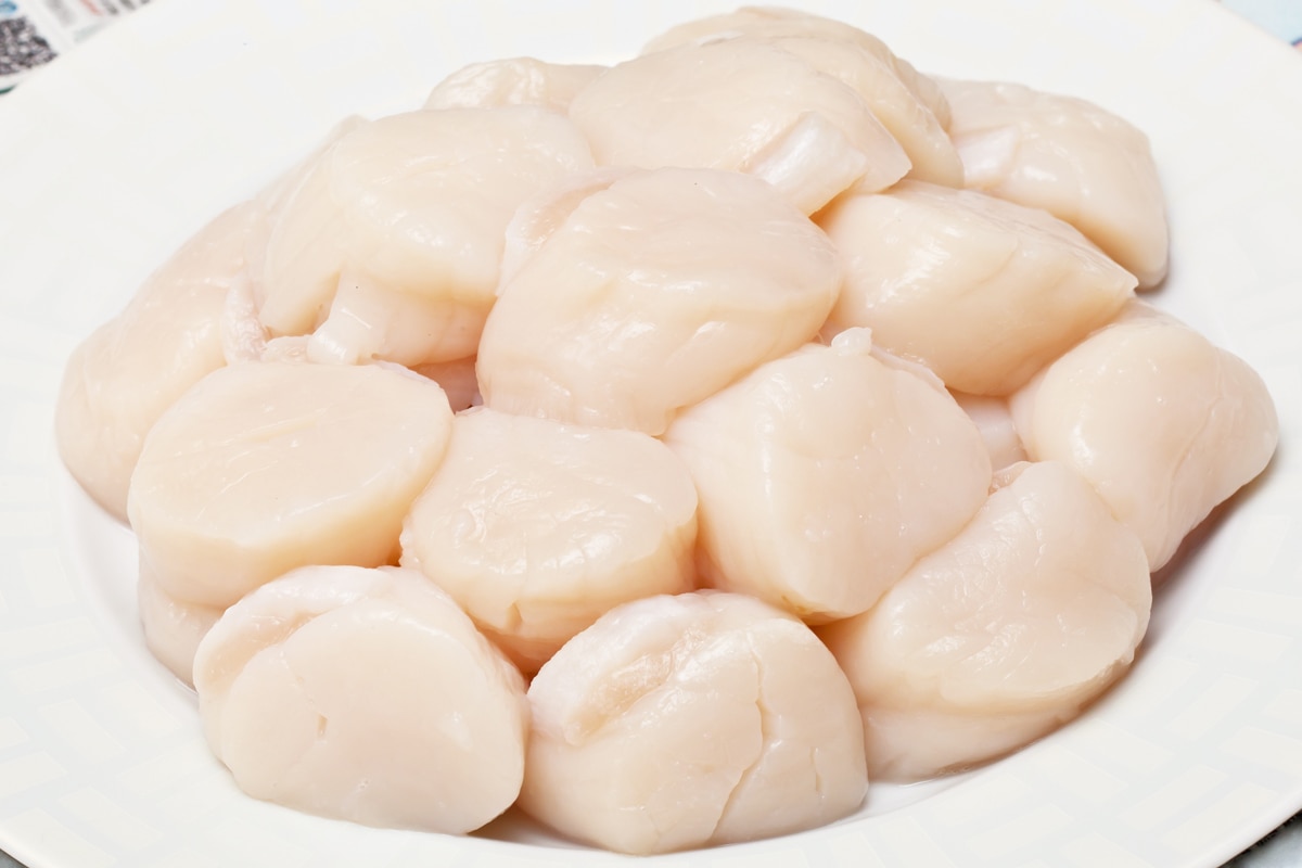 plate of raw sea scallops