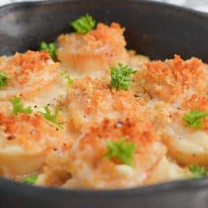 close up view of scallops with breadcrumb topping and cream sauce