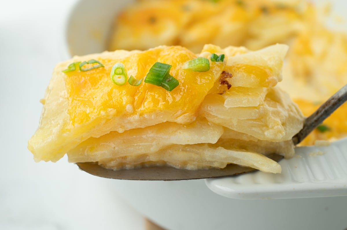 straight on close up shot of au gratin potatoes on serving spoon